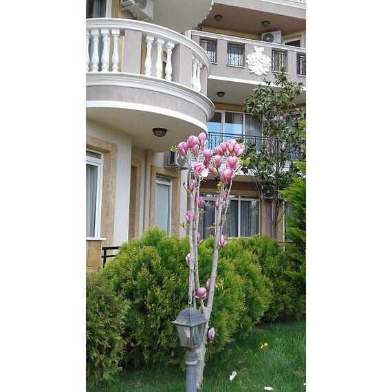 Квартира 1-комнатная студия 1+0 у моря в Несебре (Равда) площадь 38м² 3 этаж, изображение 2