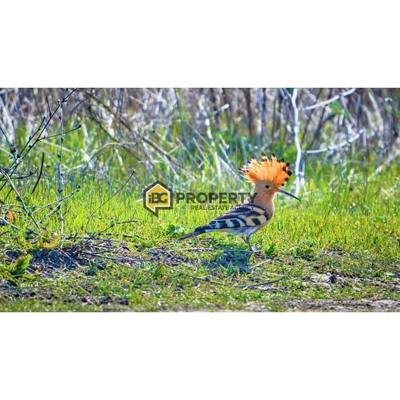 Земля в Бяле участок в пригороде 600м²